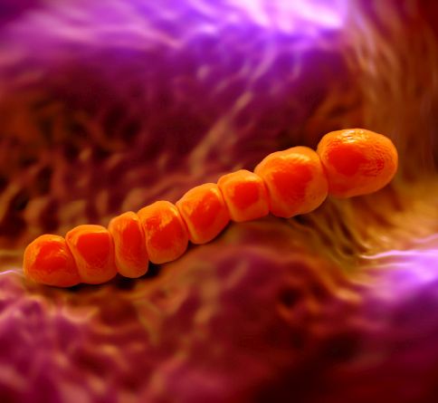 bacterie streptococcus pneumoniae