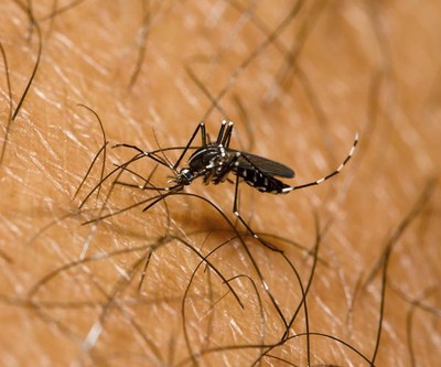 Langdurig immuun voor malaria