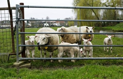 Verzet industrie tegen inperking antibiotica