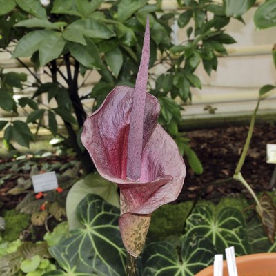 GMH uit Amorphophallus werkt bij acne