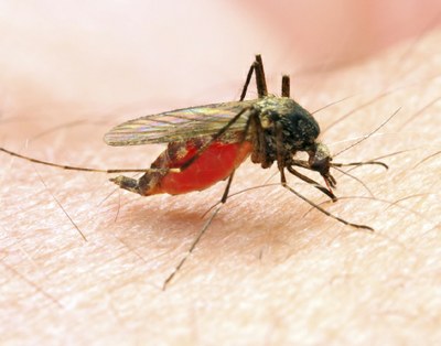 Combinatietherapie effectief bij malaria