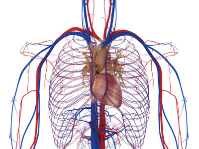 Claritromycine: kortdurend risico