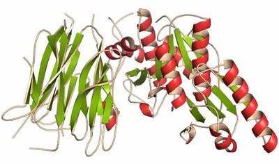 ANGPTL3-antisense