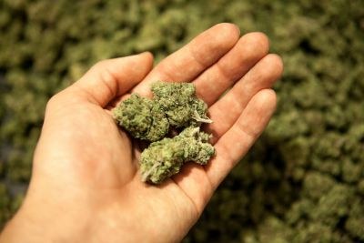 ZIN: medicinale cannabis niet in basispakket