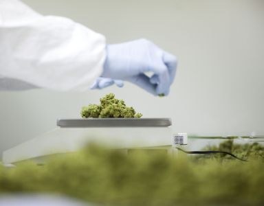 Nivel: huisarts schrijft cannabis zelden voor