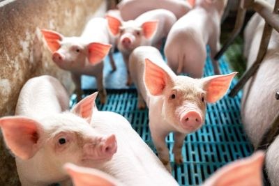 EMA: forse daling veterinair gebruik van antibiotica 