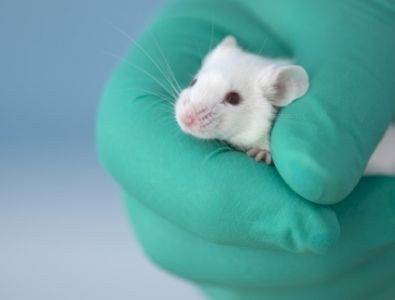 Minder dierproeven nodig door nieuwe richtlijn 