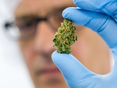 Type cannabis bepalend voor invloed op rijgedrag 