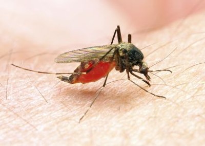 Nieuw antilichaam blokkeert overdracht malariaparasiet