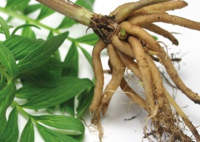 Nieuwe meldingen leverschade door Ashwagandha